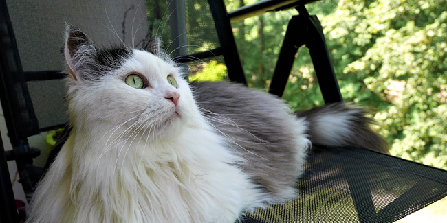 Le Sibérien : caractère, origine et principaux problèmes de santé de cette race de chat