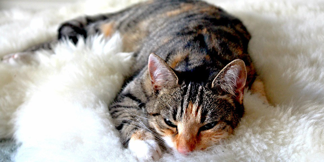 Le Sida du chat (FIV) : symptômes, traitement et prévention