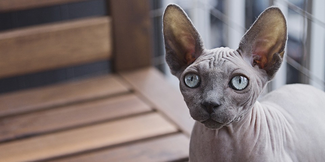 Le Sphynx : caractère, origine et principaux problèmes de santé de cette race de chat