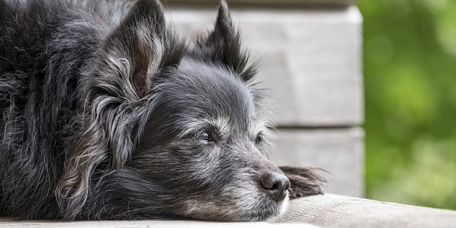 Assurance chien ou chat sans limite d’âge ou vieil animal, possible ?