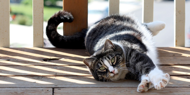 L’American Shorthair : caractère, origine et principaux problèmes de santé de cette race