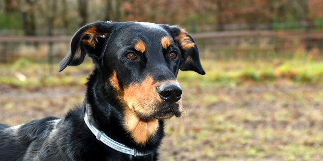 Le Beauceron : caractère, origine et principaux problèmes de santé de cette race de chien