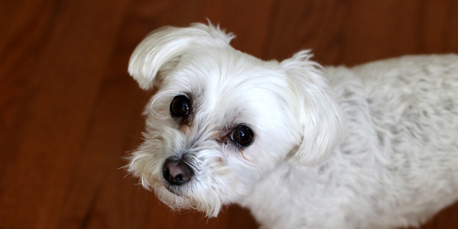 Le Bichon Maltais : caractère, origine et principaux problèmes de santé de cette race