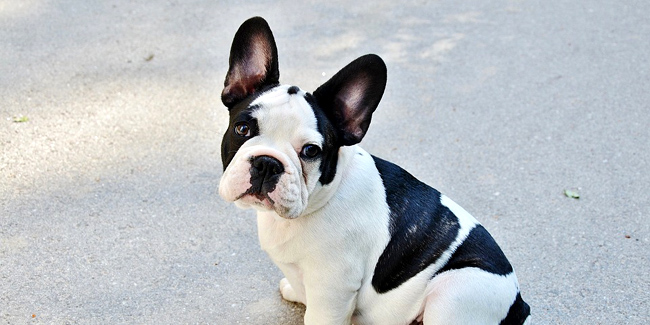 Le Bouledogue Français : caractère, origine et principaux problèmes de santé de cette race