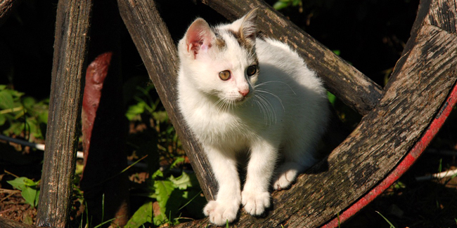 Chat De Gouttiere Ou Chat Domestique Caractere Origine Et Sante