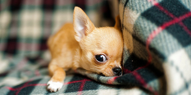 Le Chihuahua : caractère, origine et principaux problèmes de santé de cette race de chien
