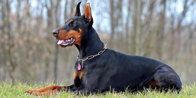 Le Doberman : caractère, origine et principaux problèmes de santé de cette race de chien
