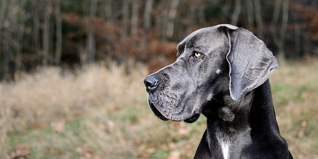 Le Dogue Allemand : caractère, origine et principaux problèmes de santé de cette race