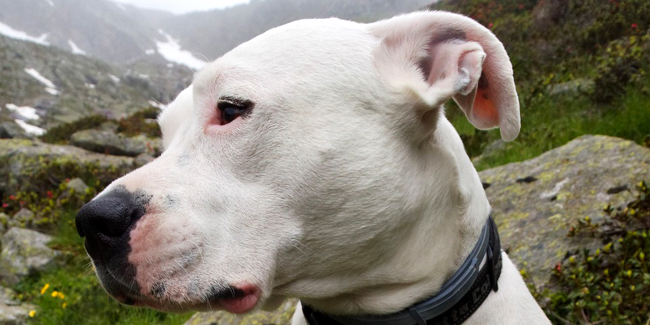 Le Dogue Argentin : caractère, origine et principaux problèmes de santé de cette race