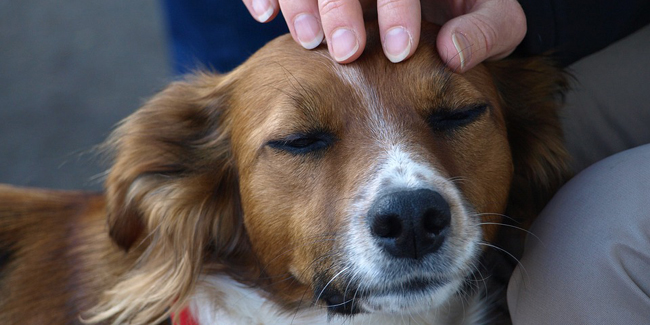 L’épilepsie chez le chien : symptômes, traitement et prévention