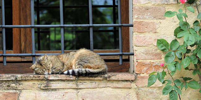 La Gale Chez Le Chat Symptomes Traitement Et Prevention