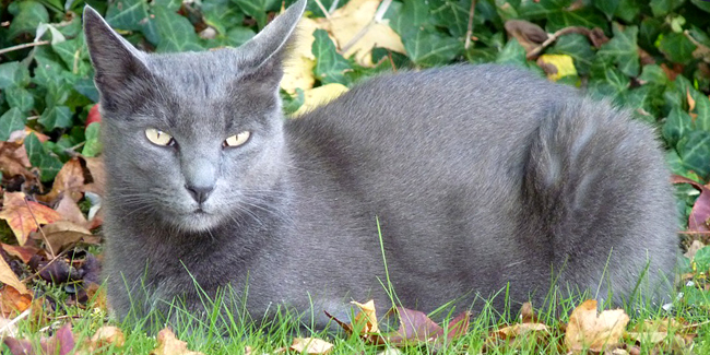 Le Korat : caractère, origine et principaux problèmes de santé de cette race de chat