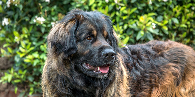 Le Leonberg : caractère, origine et principaux problèmes de santé de cette race de chien