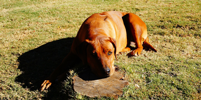 La maladie de Carré chez le chien : symptômes, traitement et prévention