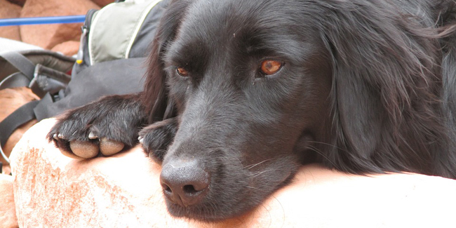 La maladie de Lyme chez le chien : symptômes, traitement et prévention