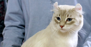 L’American Curl : caractère, origine et principaux problèmes de santé de cette race