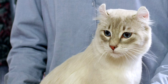 American Curl Caractere Origine Et Sante Race De Chat