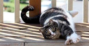 L’American Shorthair : caractère, origine et principaux problèmes de santé de cette race