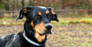 Le Beauceron : caractère, origine et principaux problèmes de santé de cette race de chien