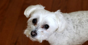Le Bichon Maltais : caractère, origine et principaux problèmes de santé de cette race