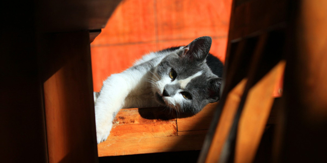 Le Syndrome Du Tigre Chez Le Chat Symptomes Traitement Et Prevention Le Syndrome Du Tigre Chez Le Chat Symptomes Traitement Et Prevention