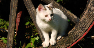 Le chat de gouttière ou chat domestique : caractère et principaux problèmes de santé