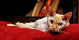 Le Devon Rex : caractère, origine et principaux problèmes de santé de cette race de chat