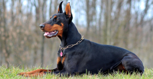 Le Doberman : caractère, origine et principaux problèmes de santé de cette race de chien