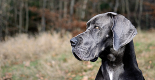 Le Dogue Allemand : caractère, origine et principaux problèmes de santé de cette race