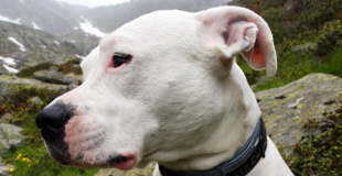 Le Dogue Argentin : caractère, origine et principaux problèmes de santé de cette race