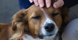 L’épilepsie chez le chien : symptômes, traitement et prévention