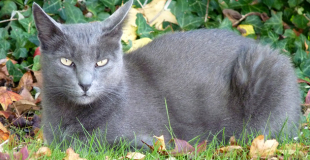 Le Korat : caractère, origine et principaux problèmes de santé de cette race de chat