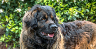 Le Leonberg : caractère, origine et principaux problèmes de santé de cette race de chien