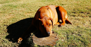 La maladie de Carré chez le chien : symptômes, traitement et prévention