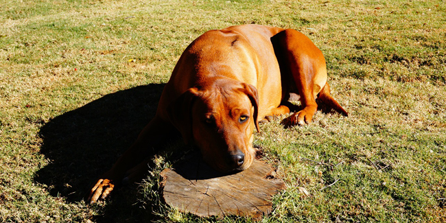 Le Diabete Chez Le Chien Symptomes Traitement Et Prevention