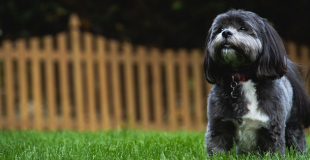 Le Shih Tzu : caractère, origine et principaux problèmes de santé de cette race de chien