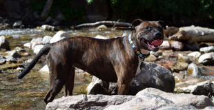 Le Staffordshire Bull Terrier : caractère, origine et principaux problèmes de santé de cette race