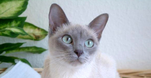 Le Tonkinois : caractère, origine et principaux problèmes de santé de cette race de chat