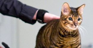 Le Toyger : caractère, origine et principaux problèmes de santé de cette race de chat