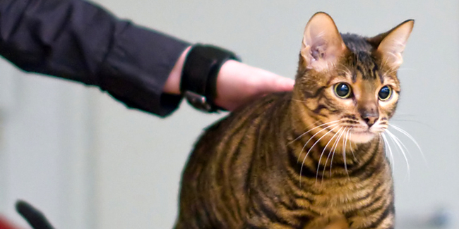 Les Races De Chat César Félix