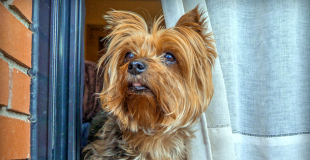 Le Yorkshire : caractère, origine et principaux problèmes de santé de cette race de chien