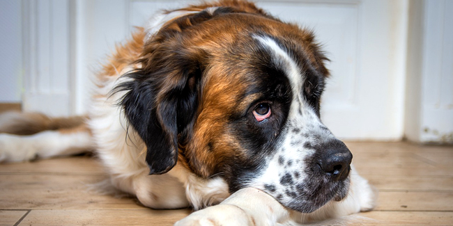 Le Saint-Bernard : caractère, origine et principaux problèmes de santé de cette race