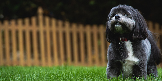 Le Shih Tzu : caractère, origine et principaux problèmes de santé de cette race de chien