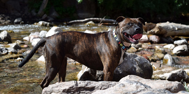 Le Staffordshire Bull Terrier : caractère, origine et principaux problèmes de santé de cette race