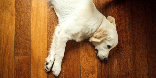 La torsion de l’estomac chez le chien : symptômes, traitement et prévention