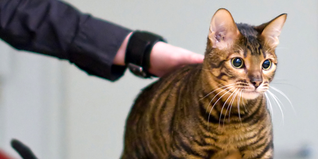 Le Toyger : caractère, origine et principaux problèmes de santé de cette race de chat