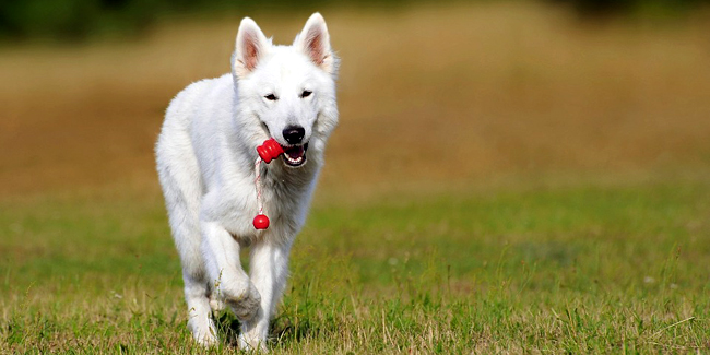 Le Berger Blanc Suisse : caractère, origine et principaux problèmes de santé de cette race