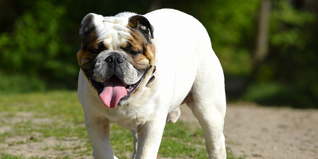 Le Bulldog Anglais : caractère, origine et principaux problèmes de santé de cette race