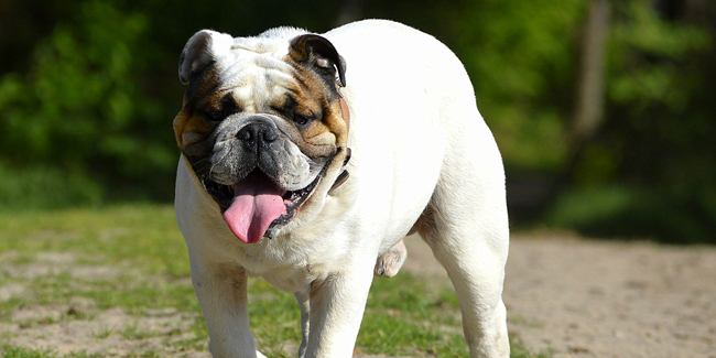 Bouledogue anglais (Bulldog) : information sur la race