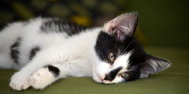 La cystite chez le chat : symptômes, traitement et prévention